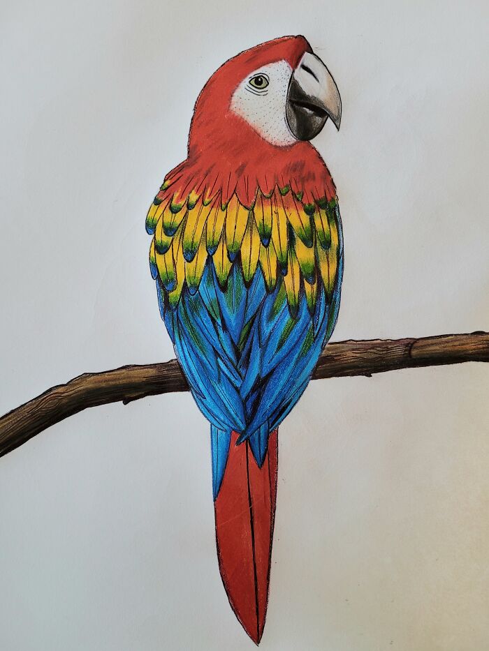 Colored Pencil Drawing