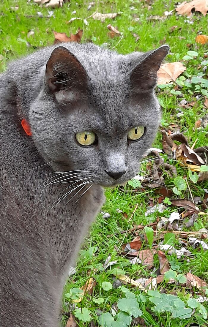 Mr. Pickles Out For A Walk.