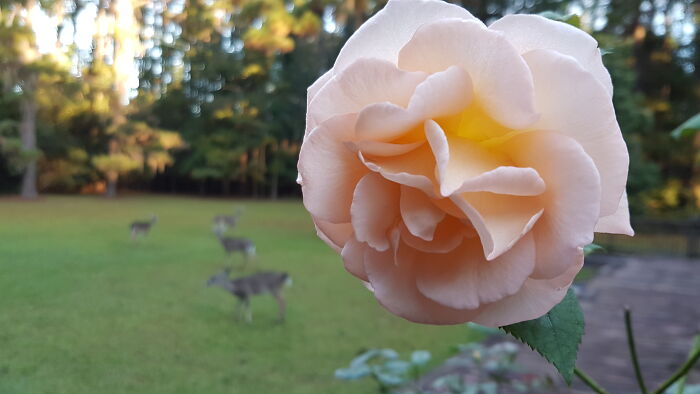 The Vicious Predators Stalk Their Prey, Waiting For The Rose To Turn Its Back To Them...