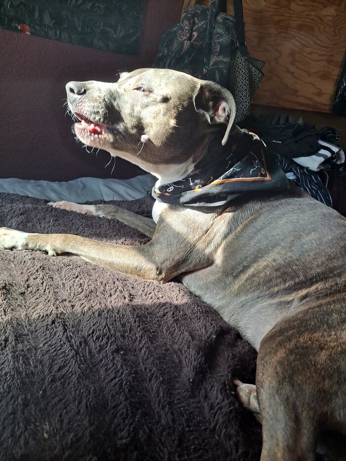 My Boy, Grae'son, Singing While Watching Dog TV...💖