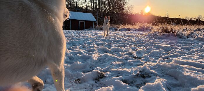 Hurja And Livi Enjoyed Playing In The Snow Last Christmas