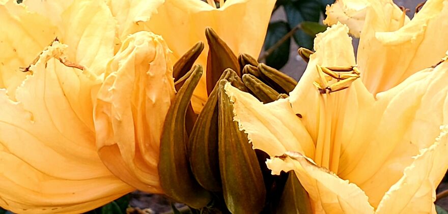 15 Strange Yet Beautiful Flowers From Planet Earth