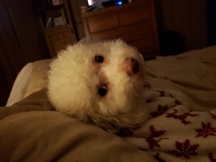 Little Mr. Guilt Trip