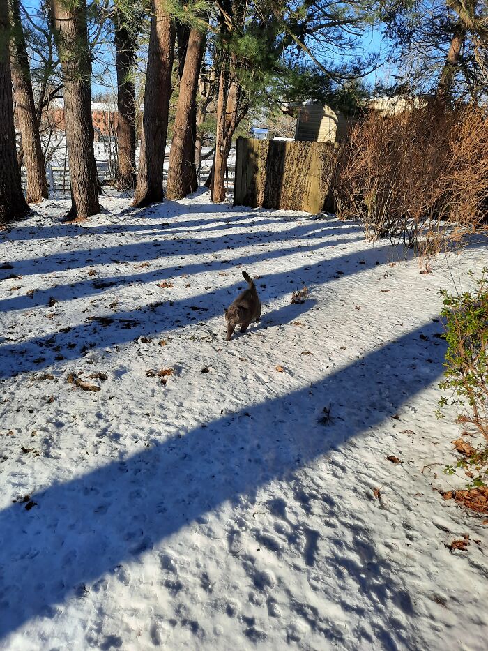 As Long As The Snow Is Not Wet, He Will Go Out For A Walk.