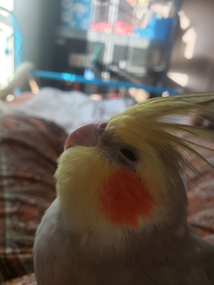 I Don't Really Know If He's Considered Exotic