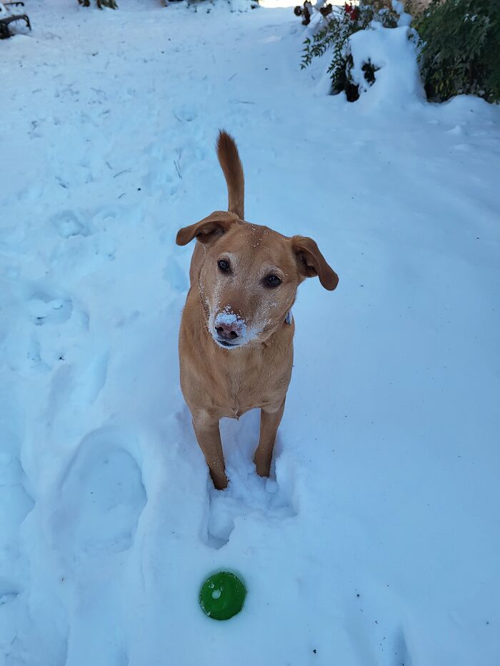 Playing Fetch In The Snow