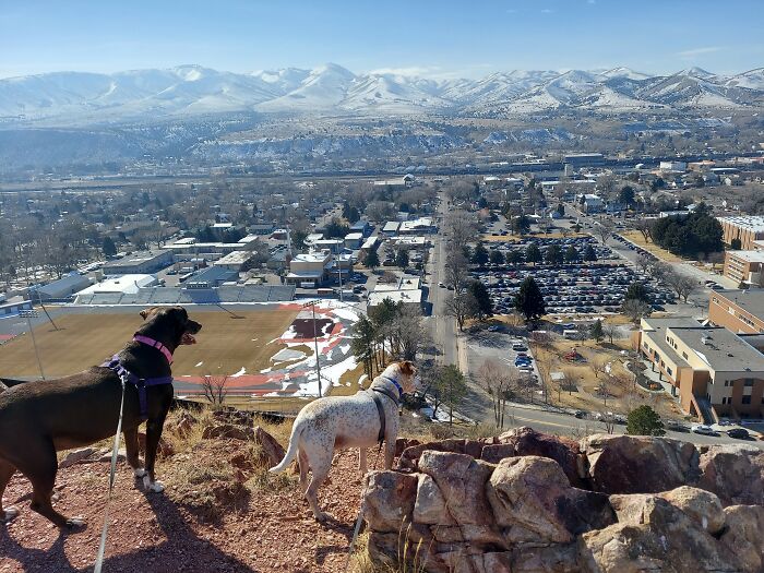 Just A Couple Of Dogs Overlooking The City