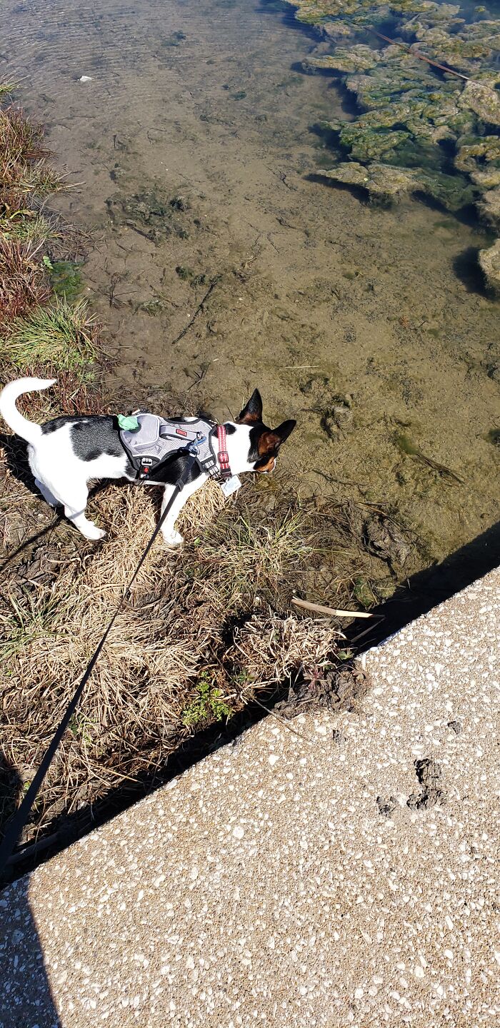 Loves The Pond But He Is Scared Of The Algae.