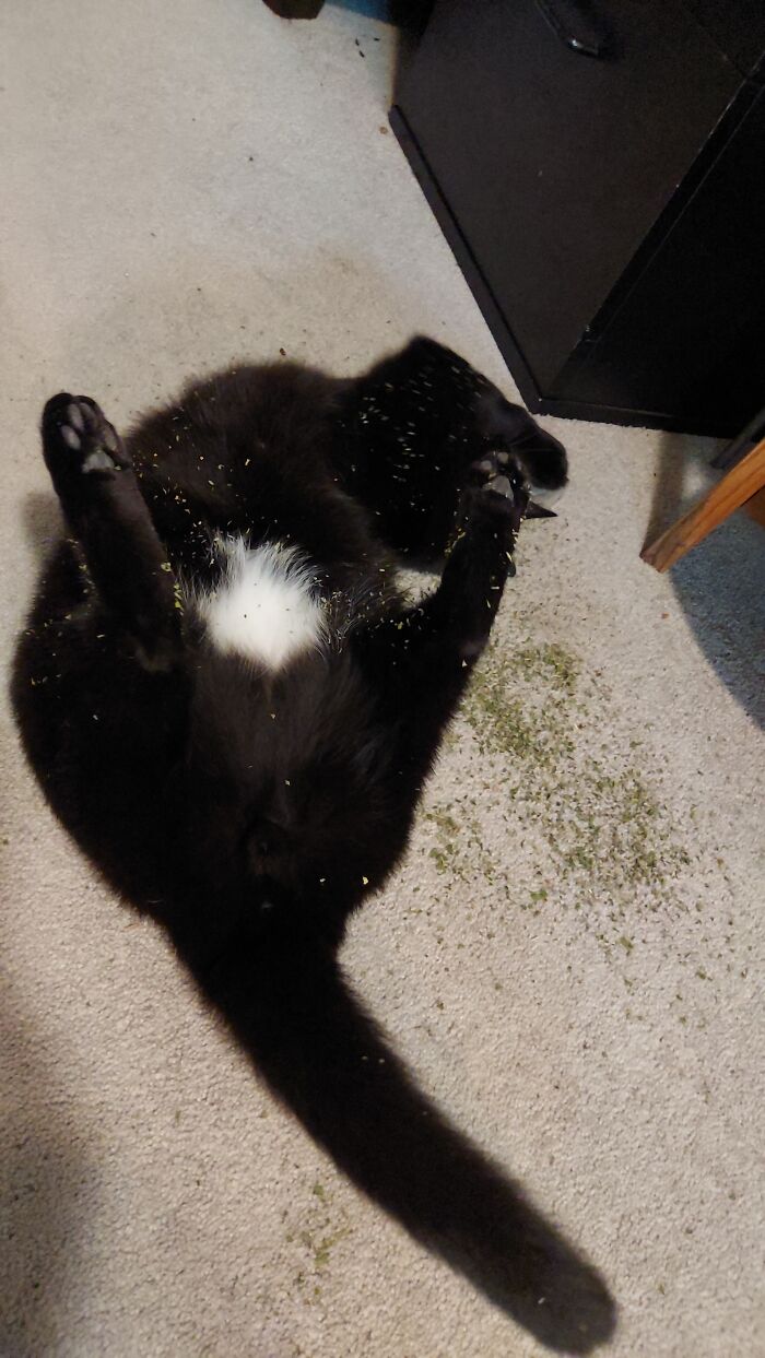 Put Your Toe Beans In The Air Like You Just Don't Care!