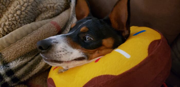 Belly Rubs With A Donut Cone