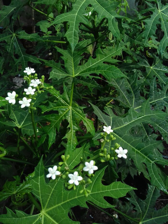 Papaya Flowers