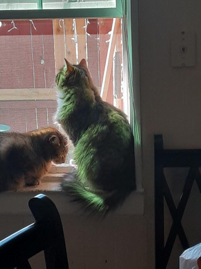 He Likes To Look At Birds Every Morning