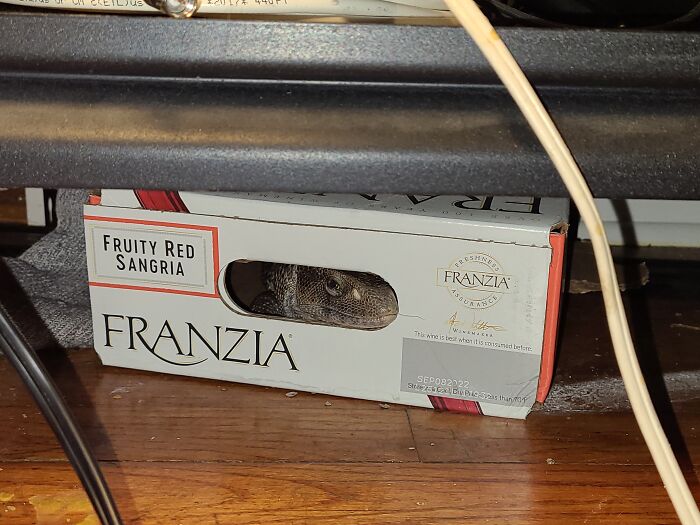 Hafte, The Savannah Monitor