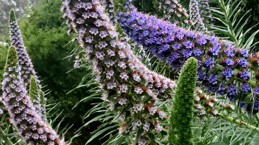 15 Strange Yet Beautiful Flowers From Planet Earth