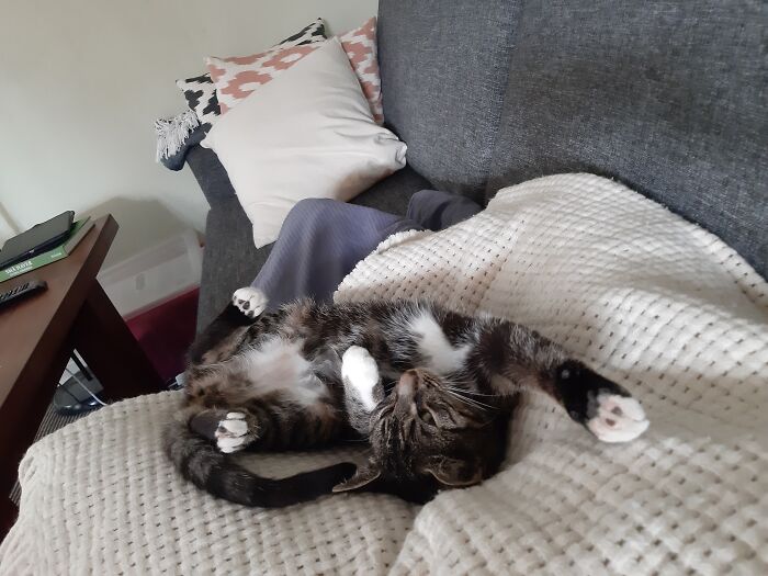 "Mommy, Is It Time To Wake Up Already?" - Artemis The Cat