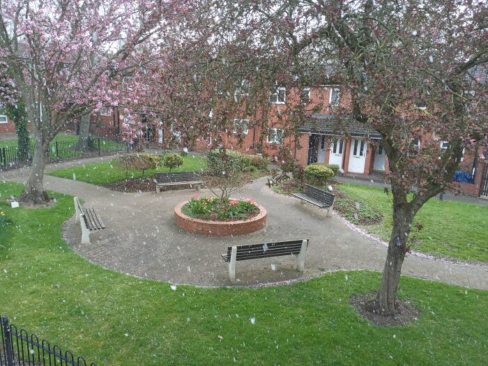 Falling Blossom Or Falling Snow?