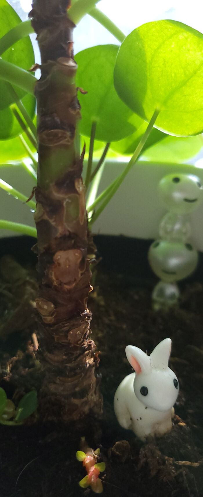 Pilea Peperomioides (Aka Pancake Plant)