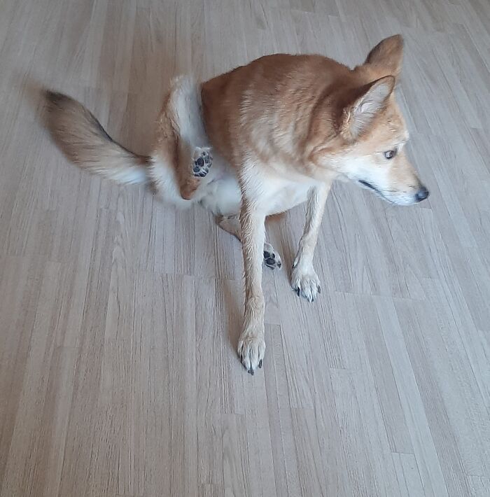 She Was Sitting So Pretty, But Then She Started Scratching