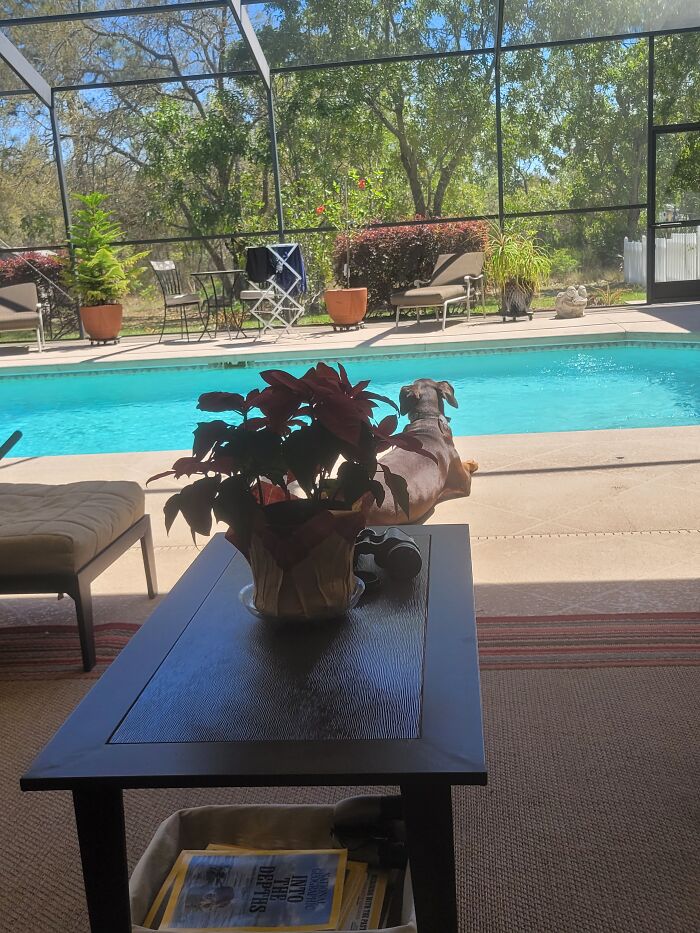 Just A Little King In The Sun