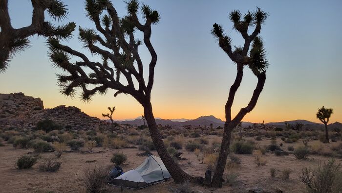 Joshua Trees Are The Weirdest.