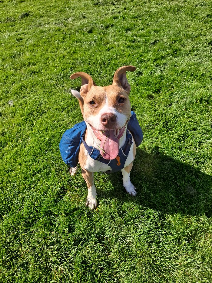 Ginger Pop Lovin' The Taste Of Fresh Grass