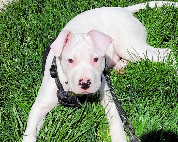 My Cloud Pittie Pup Cirrus ☁️