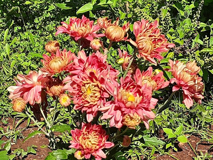 I Don't Know What These Are Called But We Have Had Them Since I Was A Child...any Ideas?