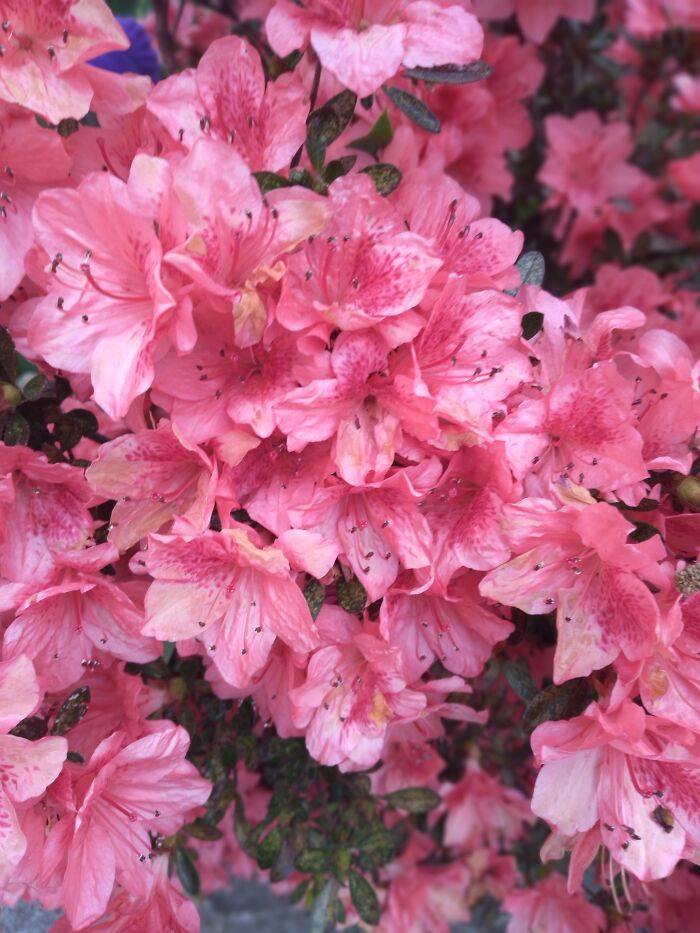 I Don't Know The Flower But Im In Love