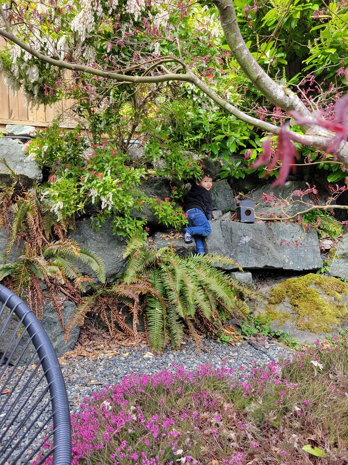 Our Own Vancouver Island Tropical Garden Stays Green Most Of The Winter