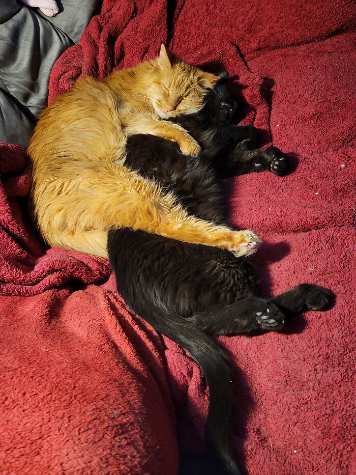 Indiana Likes To Snuggle While Sleeping - Whether Shadow Likes It Ot Not