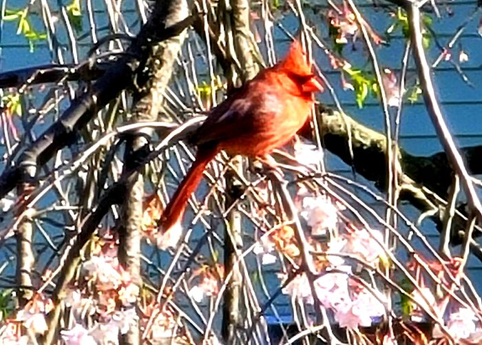 Red Cardinal With Pink Flowers