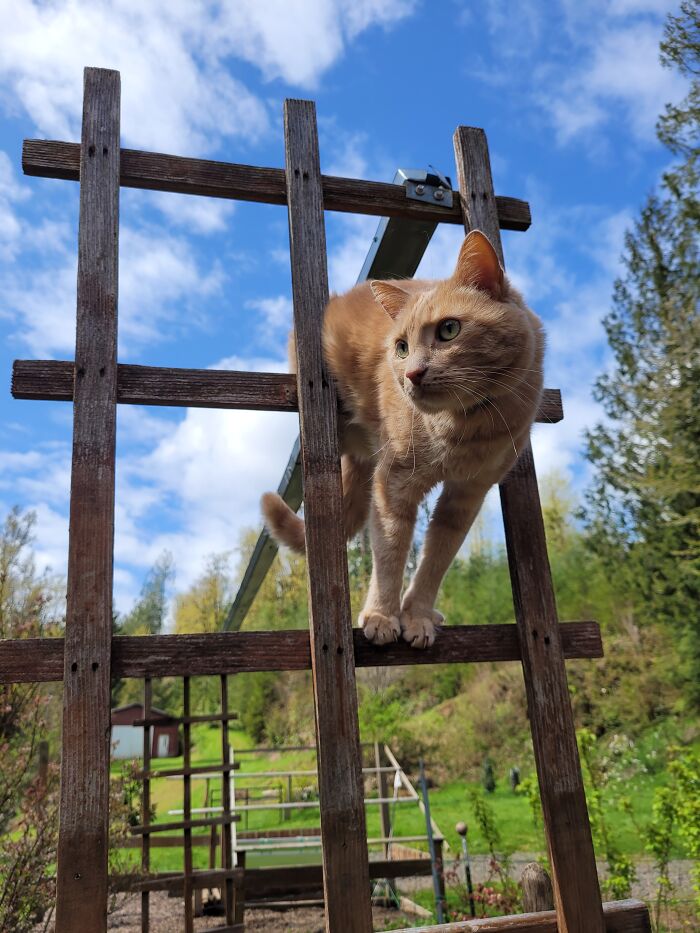 Lewis Wanted To "Help" With Gardening Today