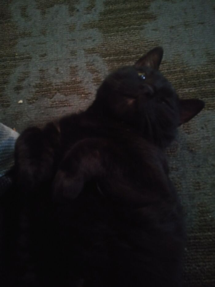 Caught Her Sleeping Like An Otter..except I Didn't. Plot Twist: This Is As Photogenic As She Gets