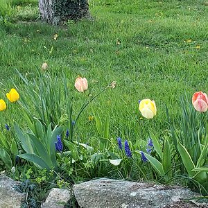 k8rosebudjohnson avatar