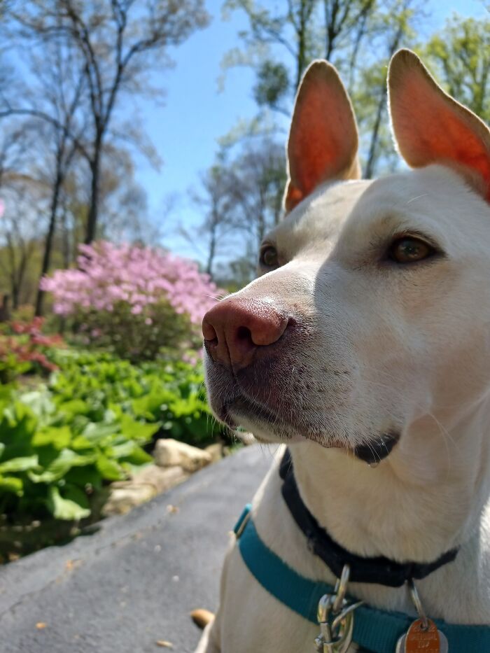 My Dog Enjoying The Spring Weather!