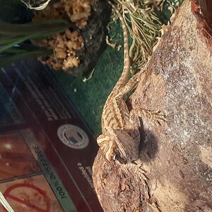 caberkley0701 avatar