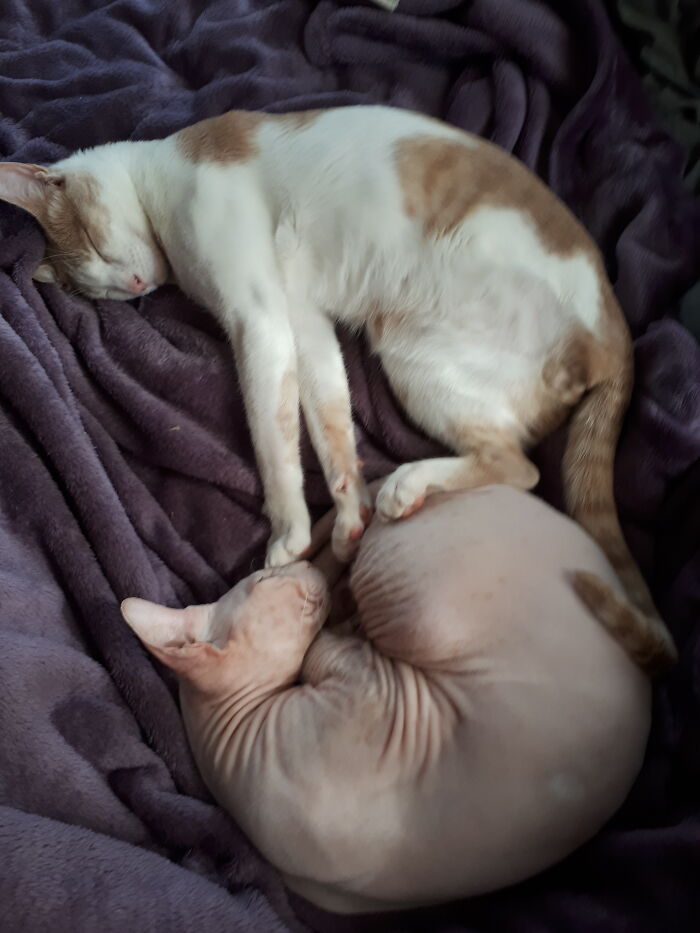 'lucky' Pushing Away His Adoptive Brother 'Wölkchen' [cloudy] And Claim The Whole 20diameter Of Sun