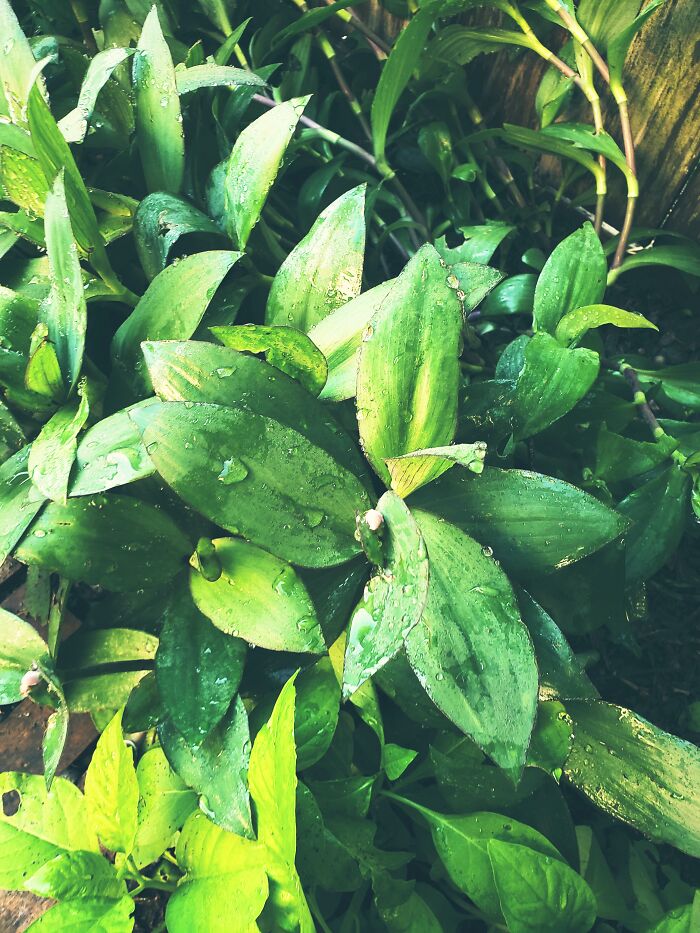 I Took This Picture In My Backyard And I Think It Turned Out Nice