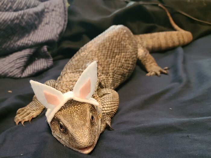 Scaley Bunny
