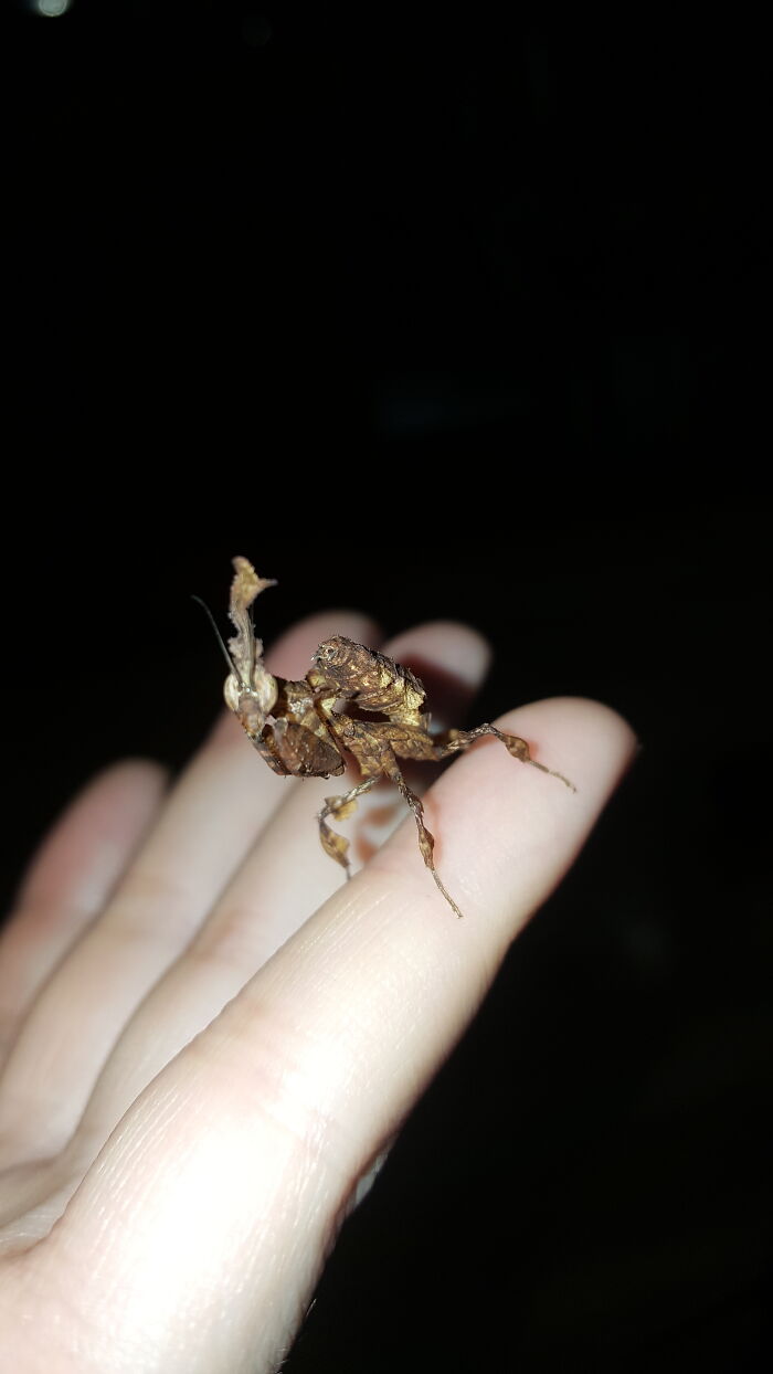 My Boy Dracula, A Ghost Mantis