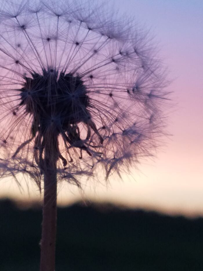 Great Flowers Call For Great Photos