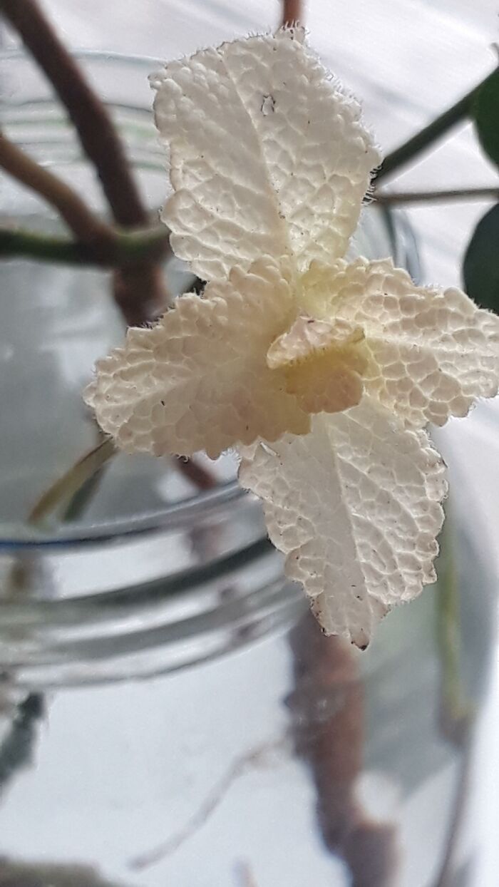 My Variegated Mint Cuttings Leaves Are Fully White!
