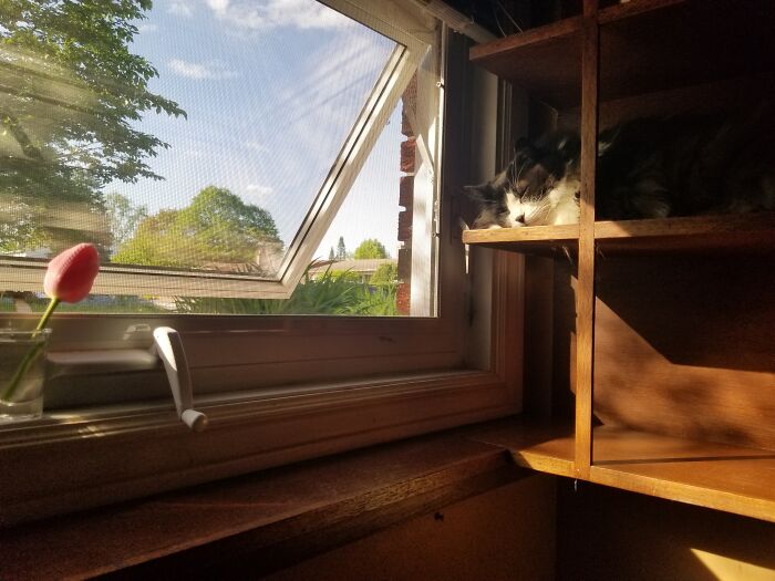 I Keep This Corner Of The Book Shelves Clear For Her. Just For Moments Like This