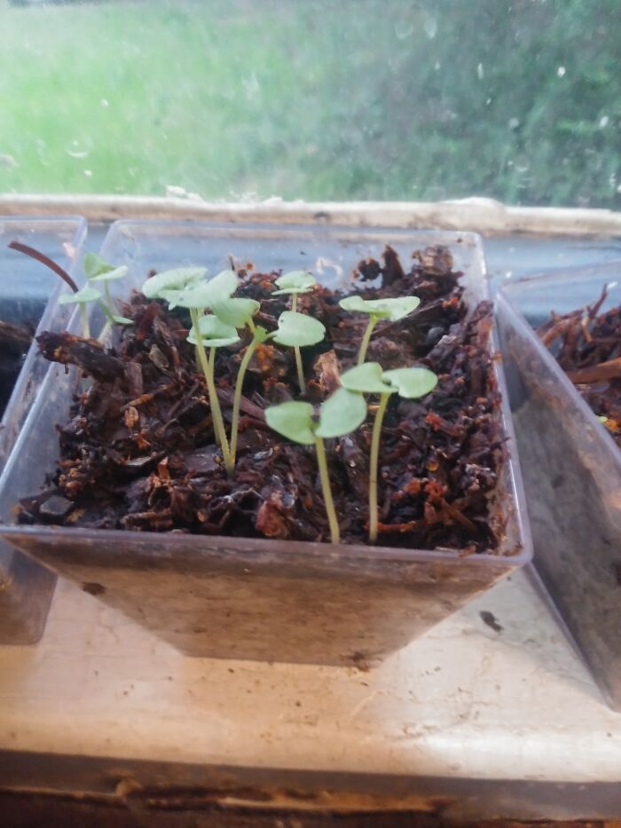 They're Aliiivvvee! Its Baby Basile.