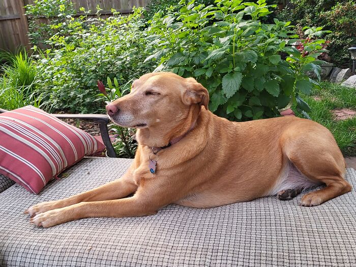 Sunbathing On Her "Throne"