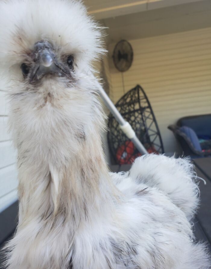 My Silkie Chicken