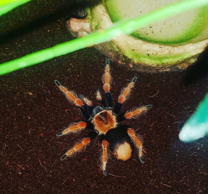 Charlotte My Tarantula