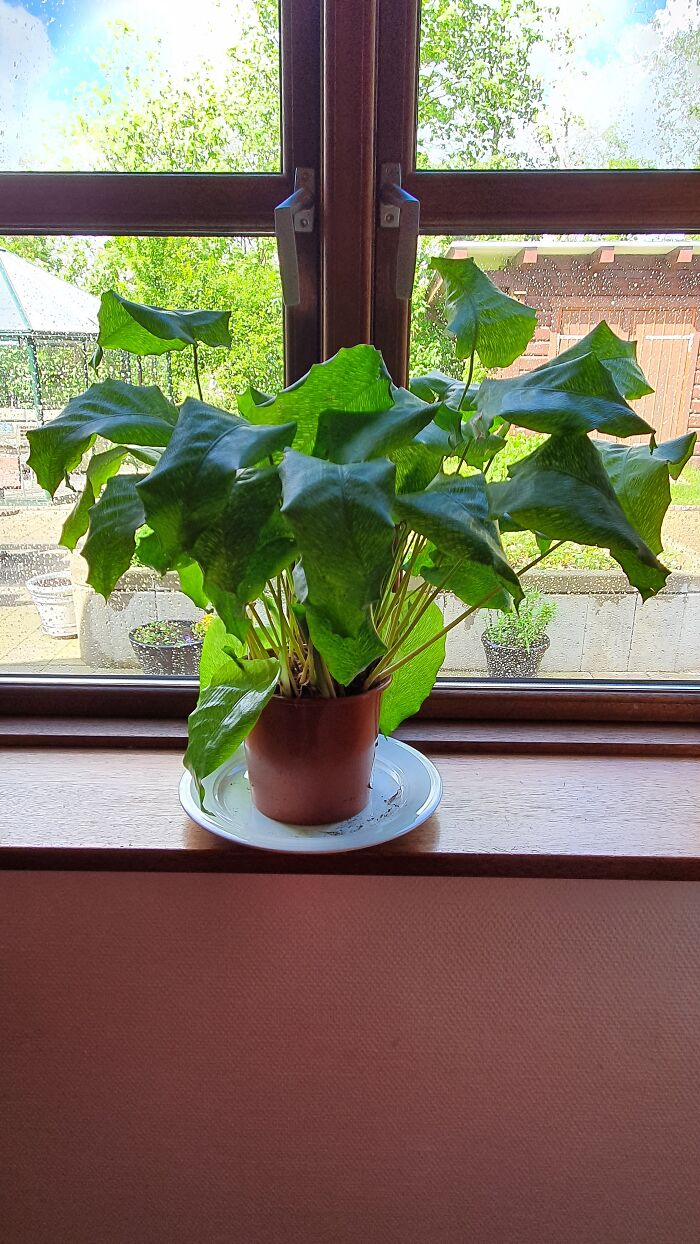 It Was A Rescue. I Should Have Taken Before Photos