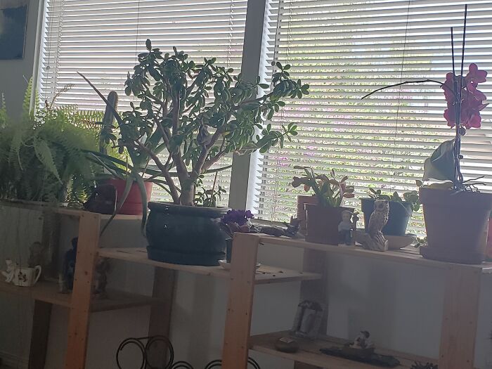 You Can Kind Of See The Lilac Bush Outside Too