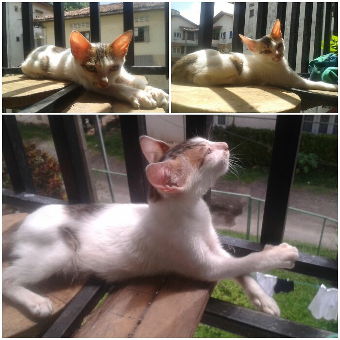 Basking In The Sun's Glory